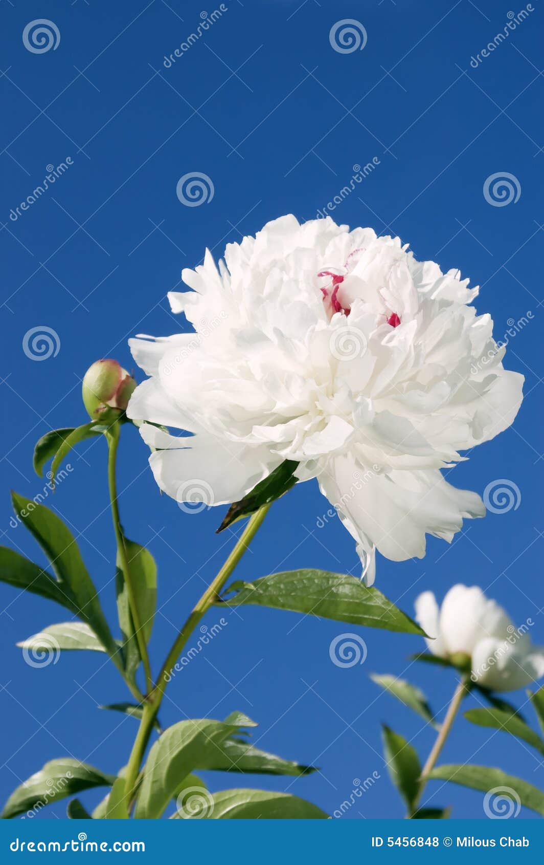 Pivoine blanche photo stock. Image du groupe, assez, floraison - 5456848
