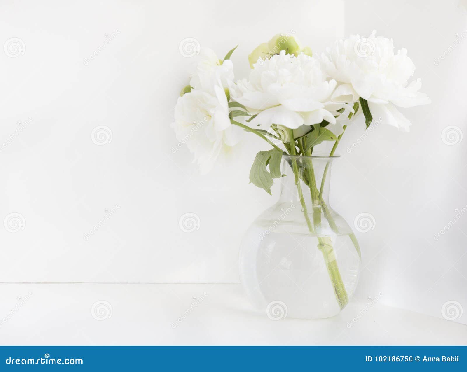 Pivoine Blanche Dans Le Vase En Verre Sur Le Fond Blanc