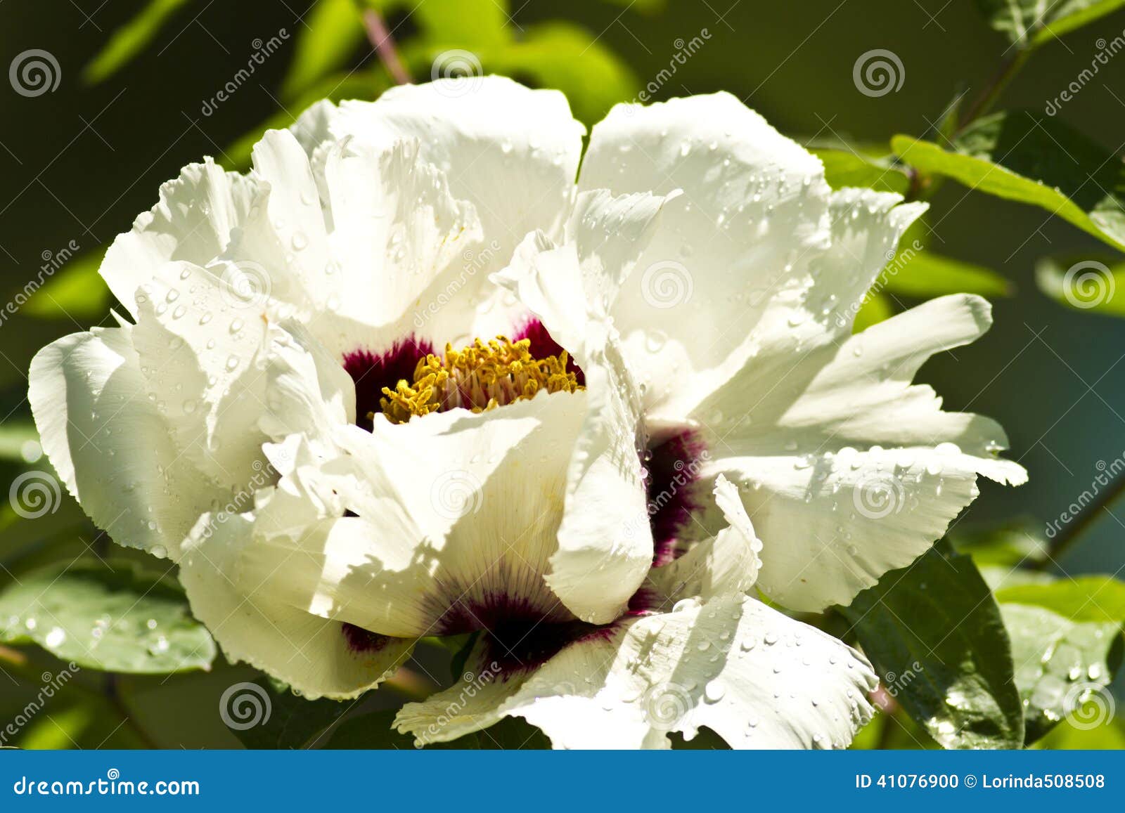 Pivoine Chinoise Blanche Dans La Lumière De Matin Photo stock - Image du  normal, forme: 41076900