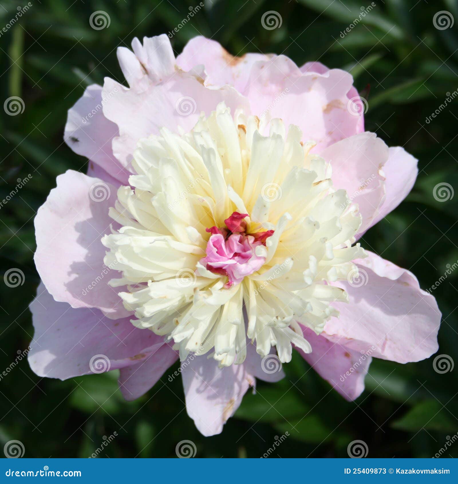 Pivoine Rose Et Blanche De Jardin (pivoine Chinoise) Image stock - Image du  commun, blanc: 25409873