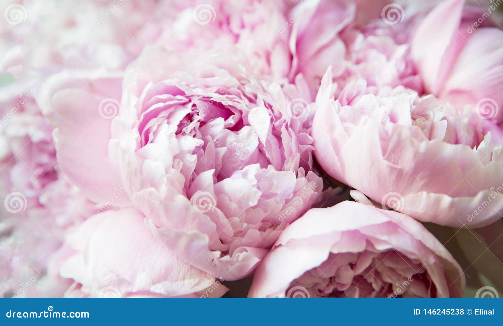 Pivoines Blanches Et Roses Papier Peint De Fleur De Fond Photo stock -  Image du nature, été: 146245238
