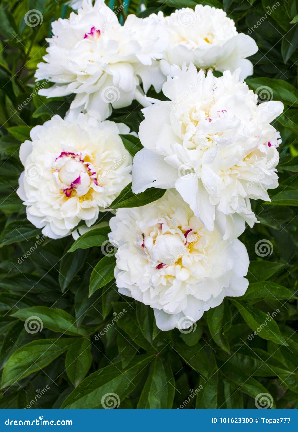 Pivoines Blanches Fond De Pivoine De Bouquet Belles Fleurs, Péon Photo  stock - Image du tête, doux: 101623300