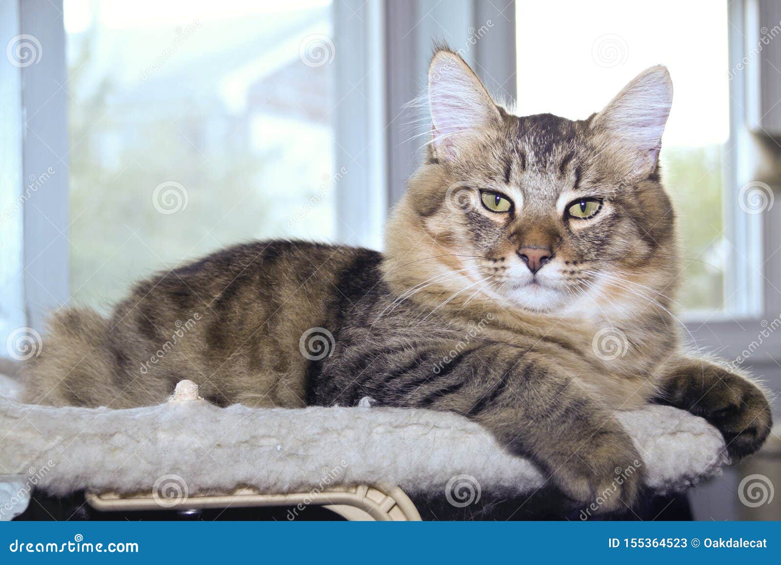 Bob Cats Photos Free Royalty Free Stock Photos From Dreamstime Bob Cats Photos Free Royalty Free Stock Photos From Dreamstime
