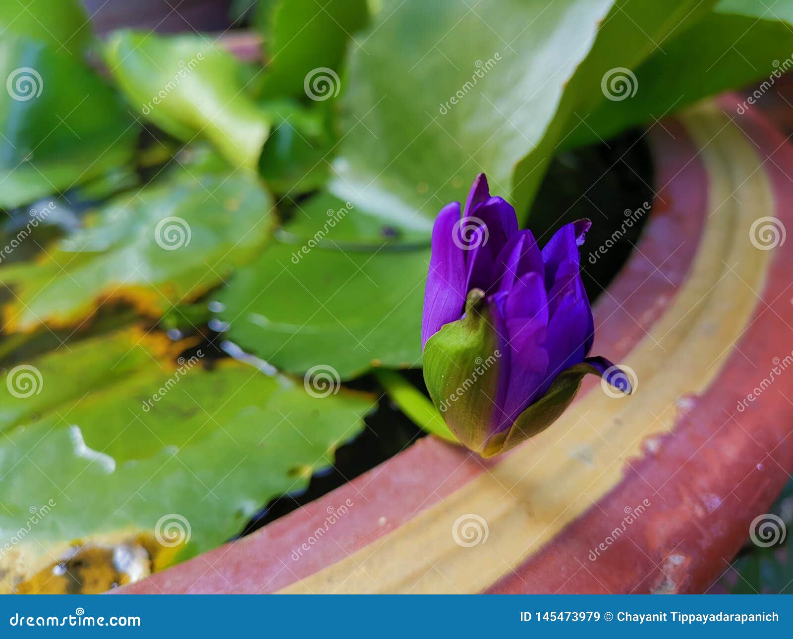 Piękny błękit w balii waterlily przygotowywa kwitnąć. Błękit waterlily piękny przygotowywa balia kwiat