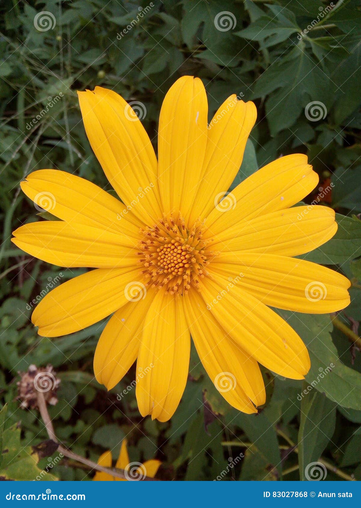 Piękny żółty kwiat Thailand. Żółty kwiatu wizerunek tajlandzki