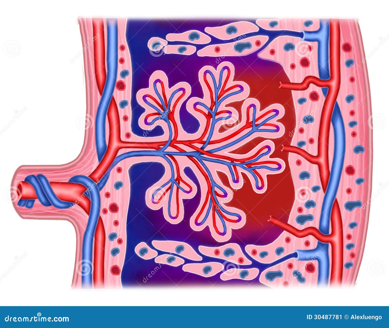 Placenta stock illustration. Illustration of vagina, tubes - 30487781