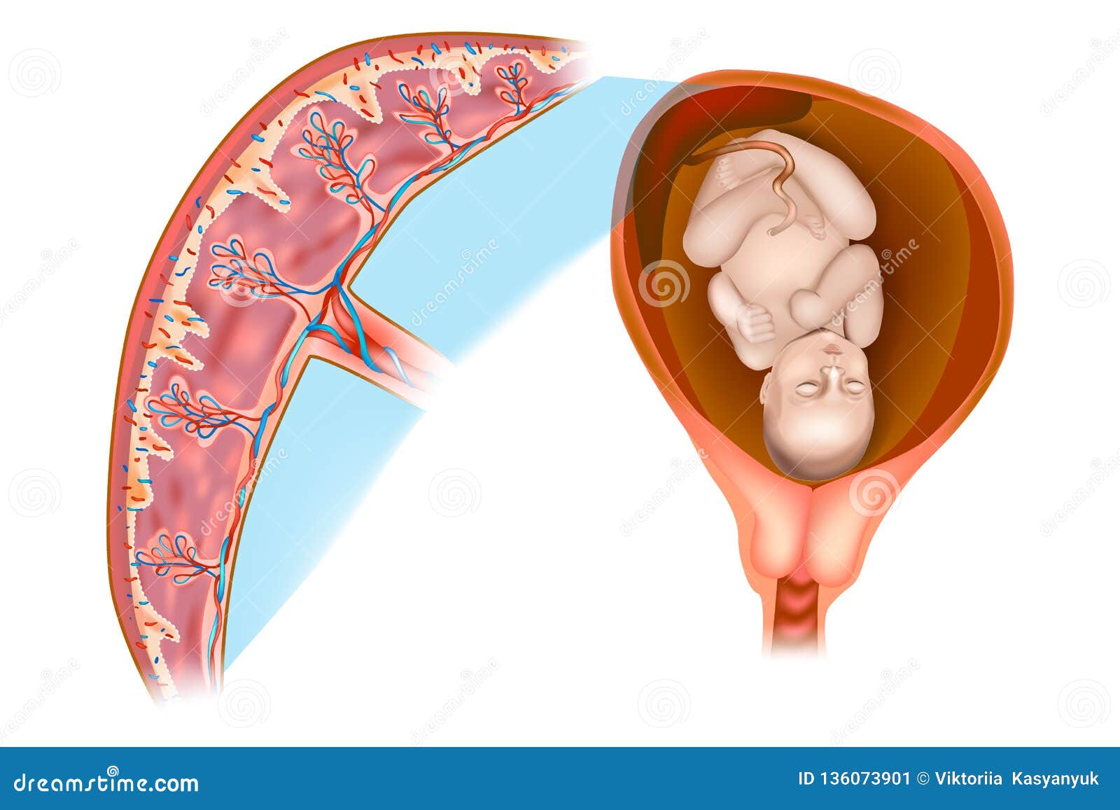 placental structure and circulation.