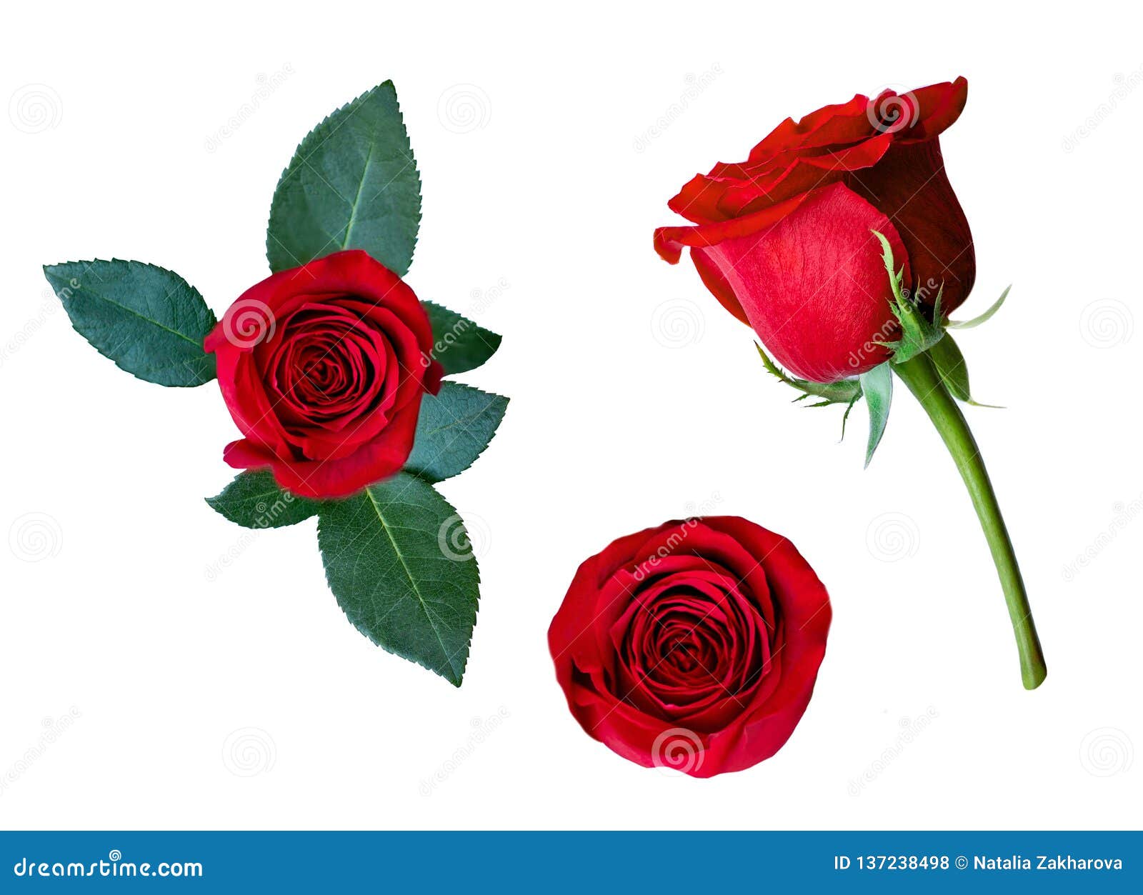 Placez De La Fleur Rose Rouge D'isolement Sur Le Fond Blanc Collection De  Fleur Pour Votre Conception Photo stock - Image du isolement, conception:  137238498