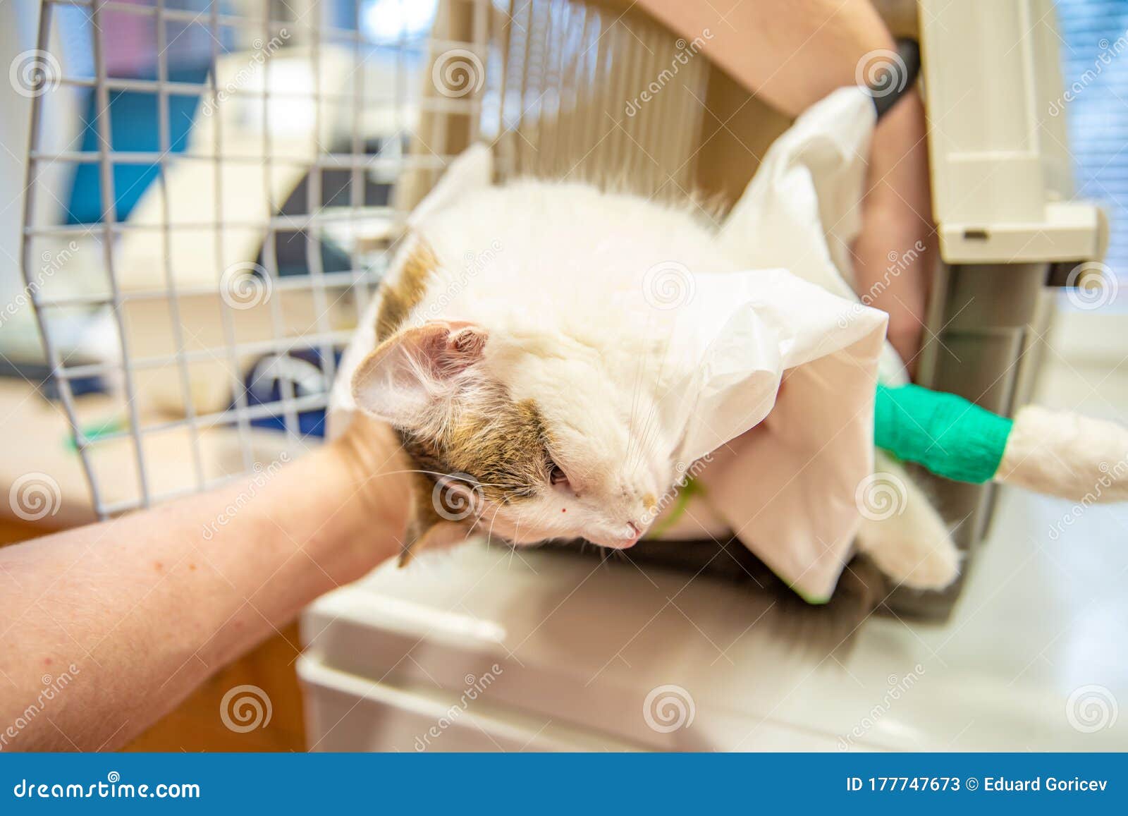 Placing the Cat in a Transport Cage after Surgery Stock Image Image