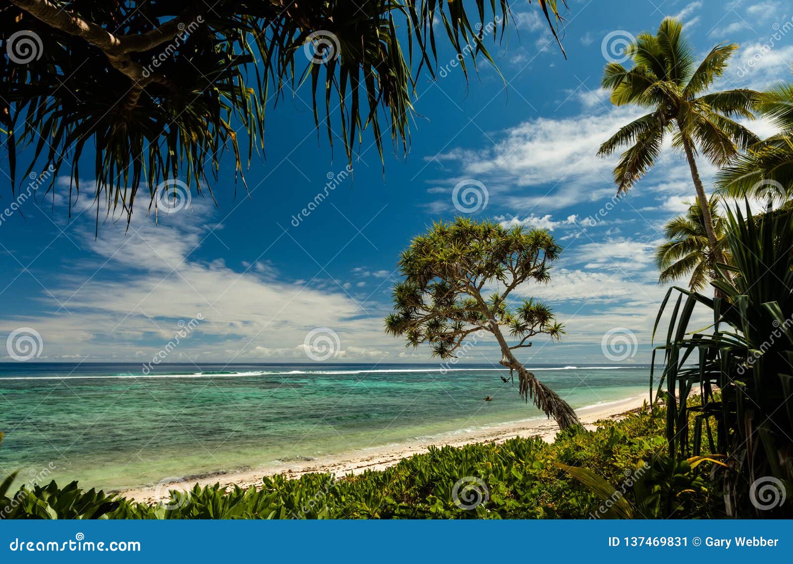 Plage Avec Des Palmiers Sur Lîle De South Pacific Du Tonga