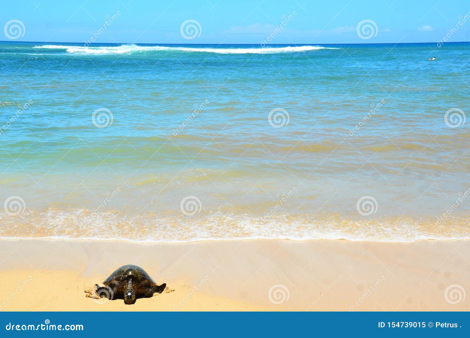 Plage Hawa De Laniakea De Tortue Image Stock Image Du Oahu C Te