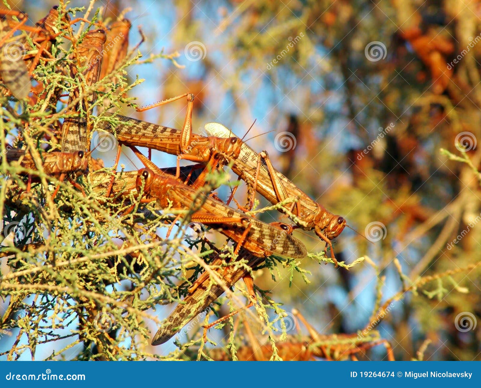 Plague of Locusts stock photo. Image of tree, locusts 19264674