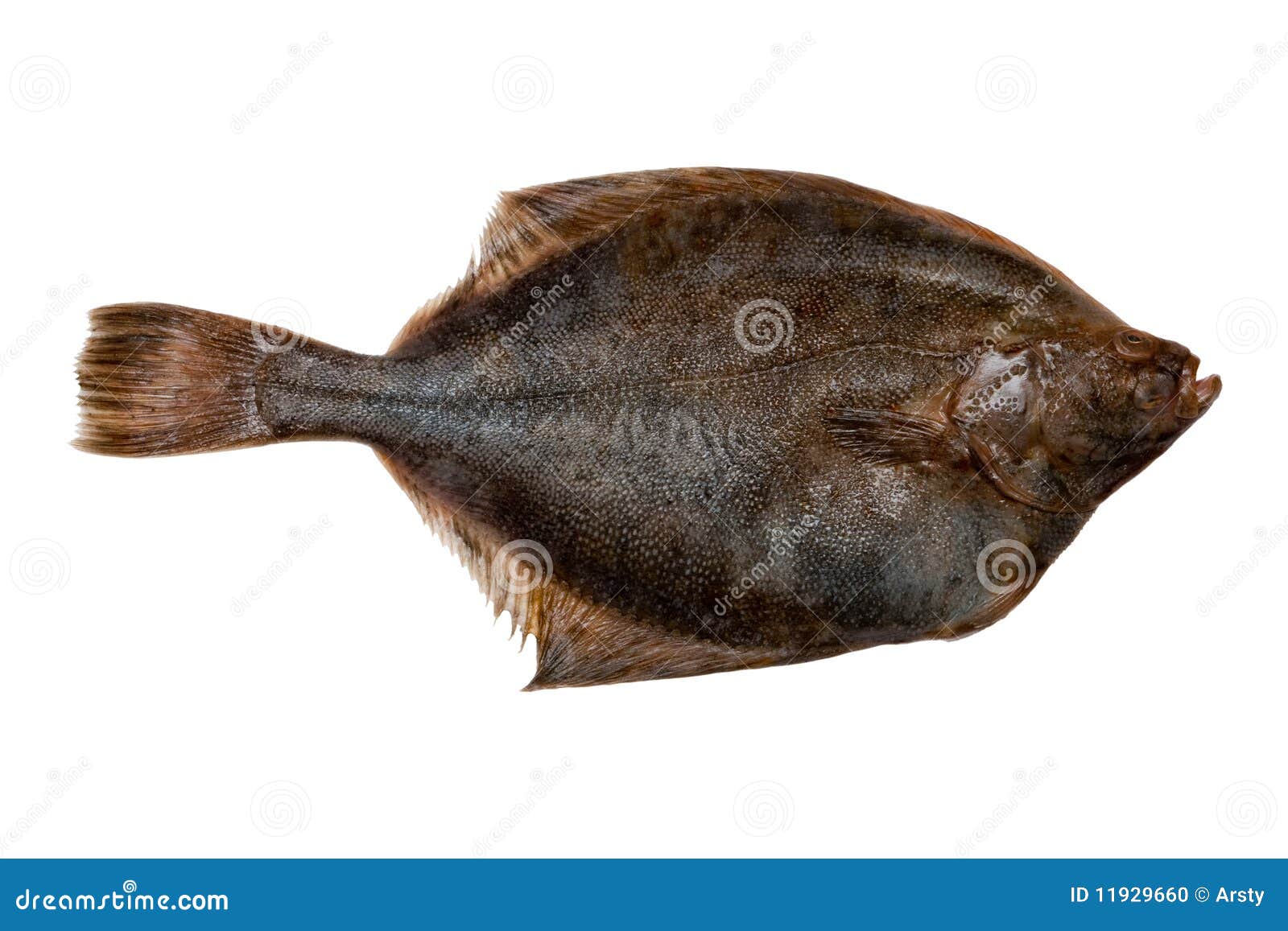 Plaice fish stock photo. Image of flue, white, fluke 11929660