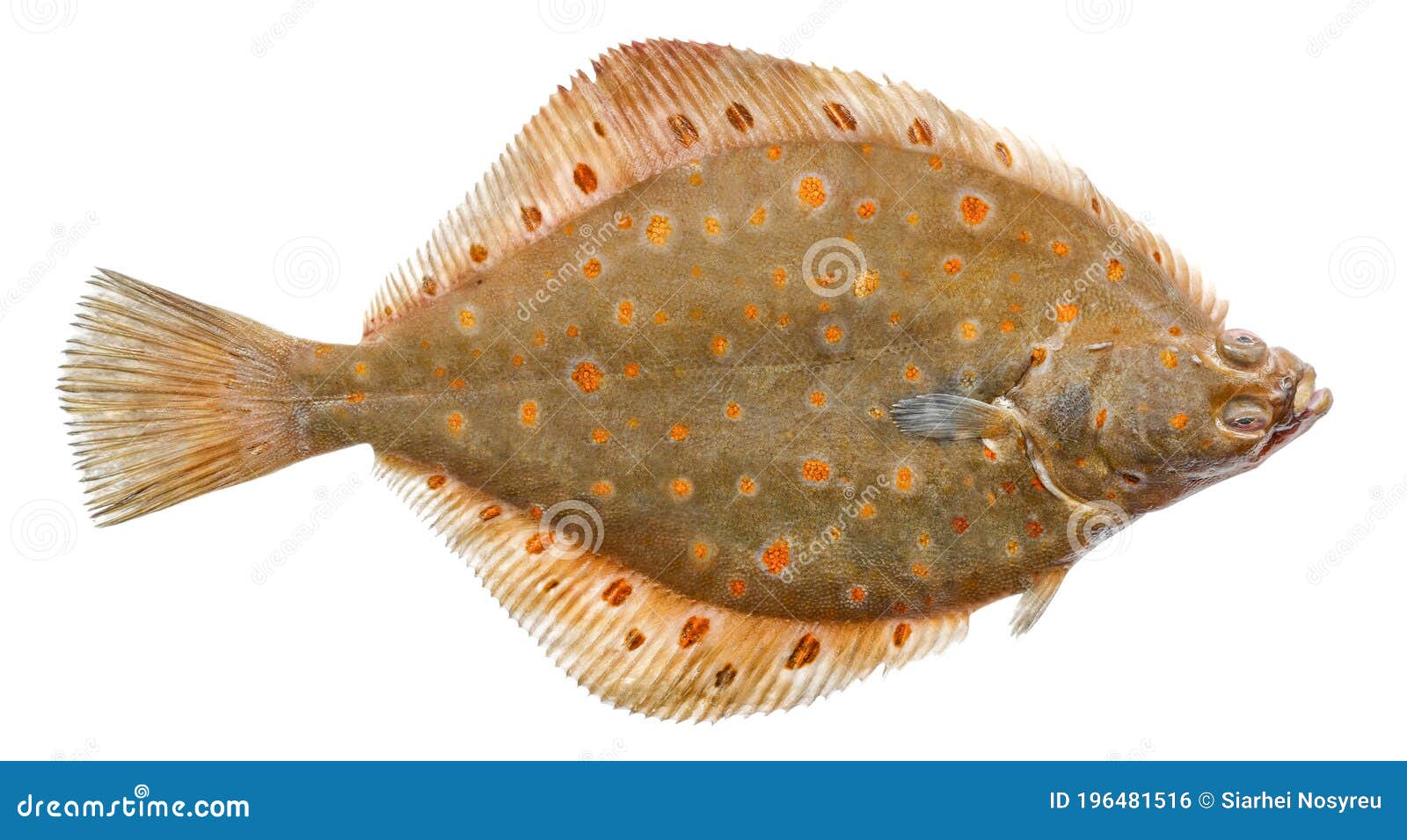 Plaice Fish Isolated on White Background. Fresh Flounder Stock Photo