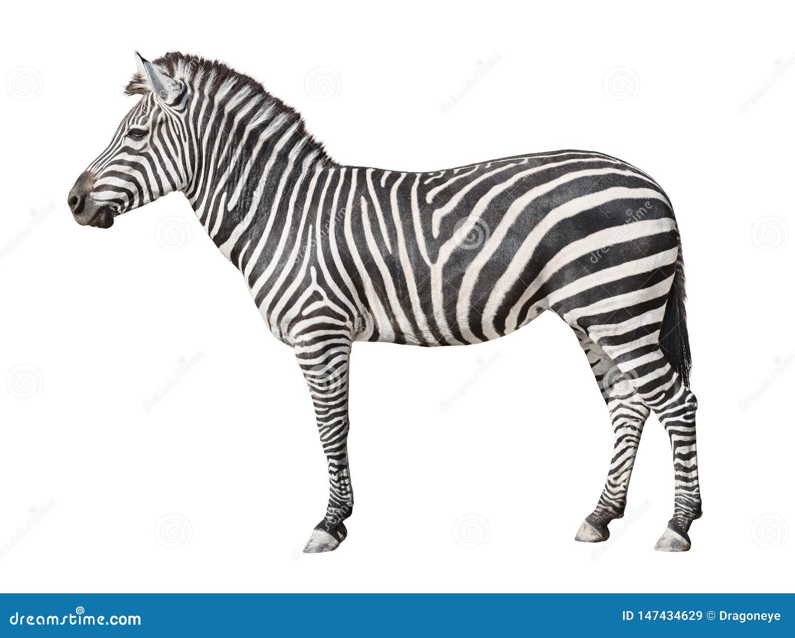 zebra stock price zebra stock price