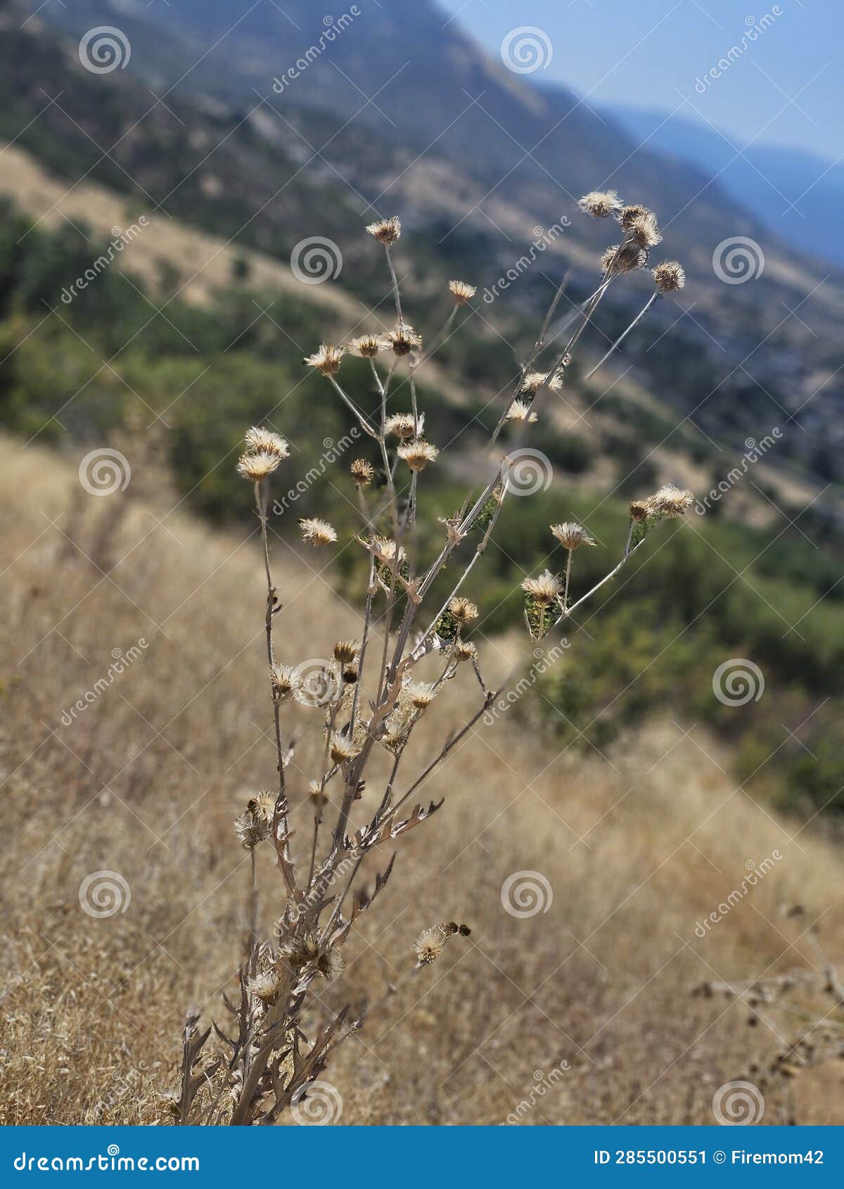 Plain Plant Standing Alone through the Dry Grass Stock Image Image of