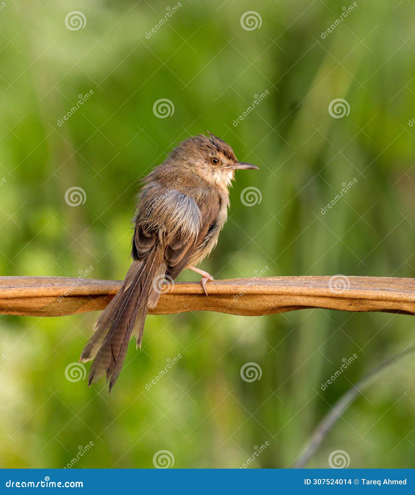plain prinia(prinia inornata) bird sitting on a tree branch