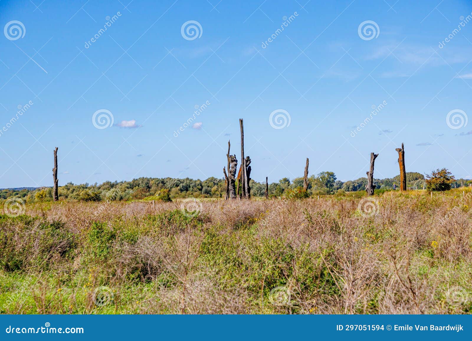 plain with wild vegetation in maasvallei nature reserve, meers tree monument with huge trunks of fossil oaks