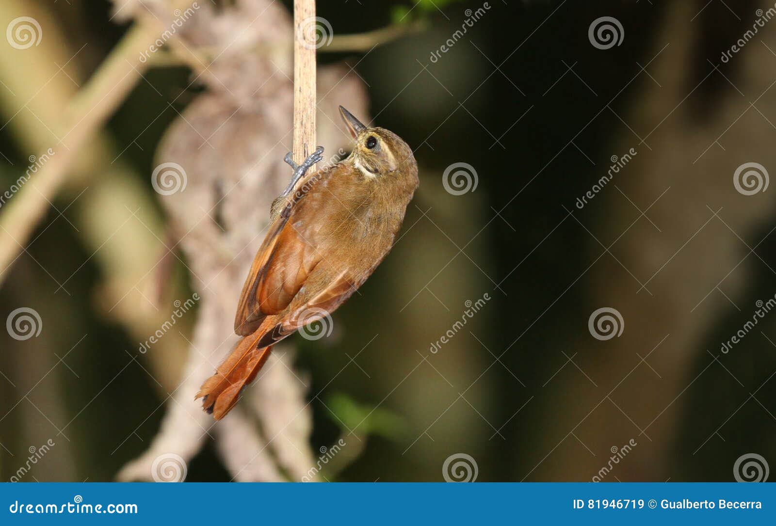 plain xenops xenops minutus