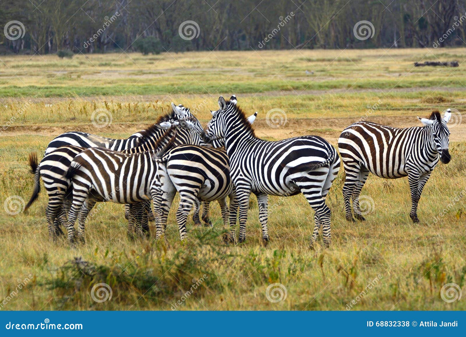 Plain Zebras, Lake Nakuru National Park, Kenya Stock Photo Image of