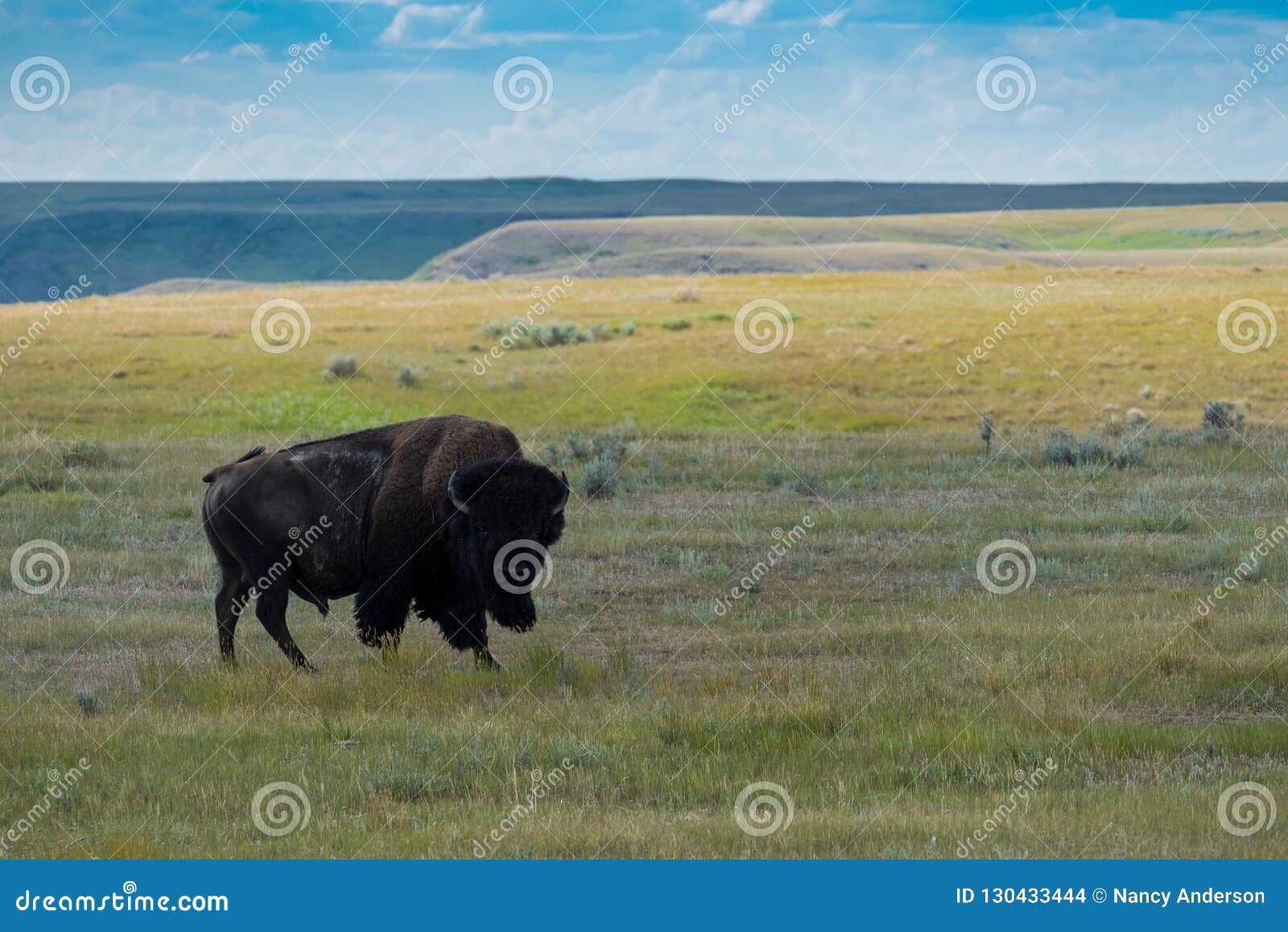 plains bison, buffalo in grasslands national park