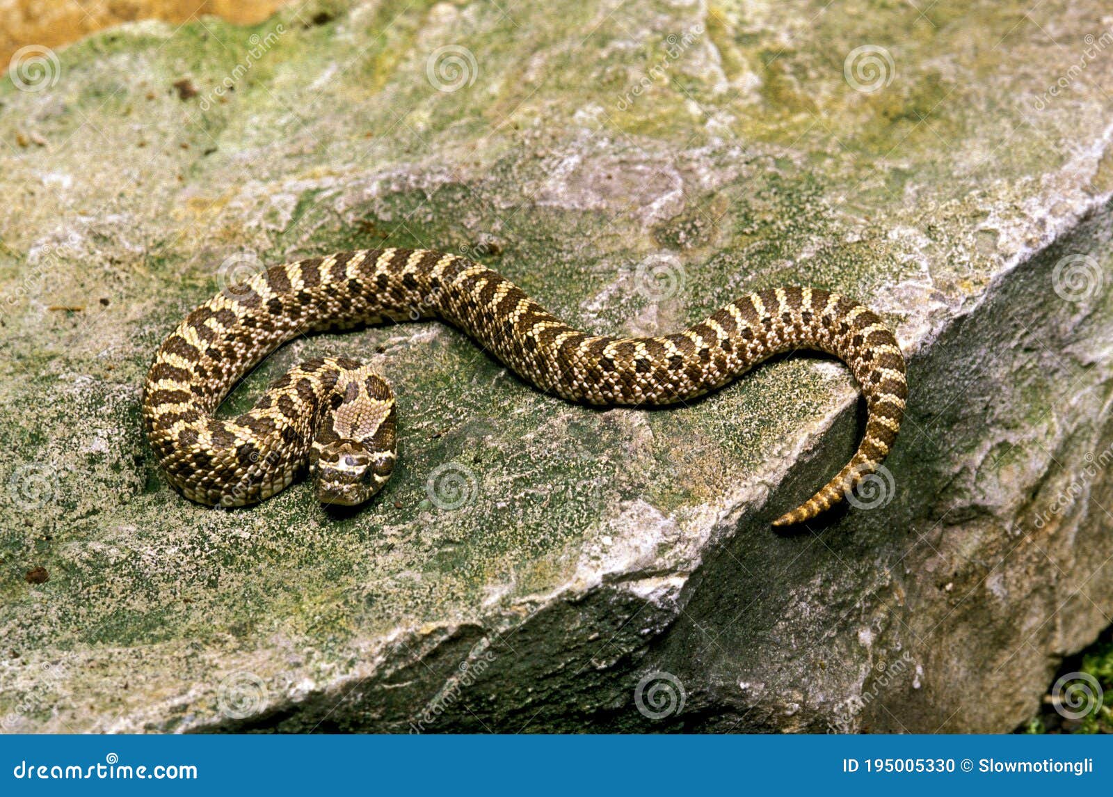 Plains Hognose Snake Pictures - AZ Animals