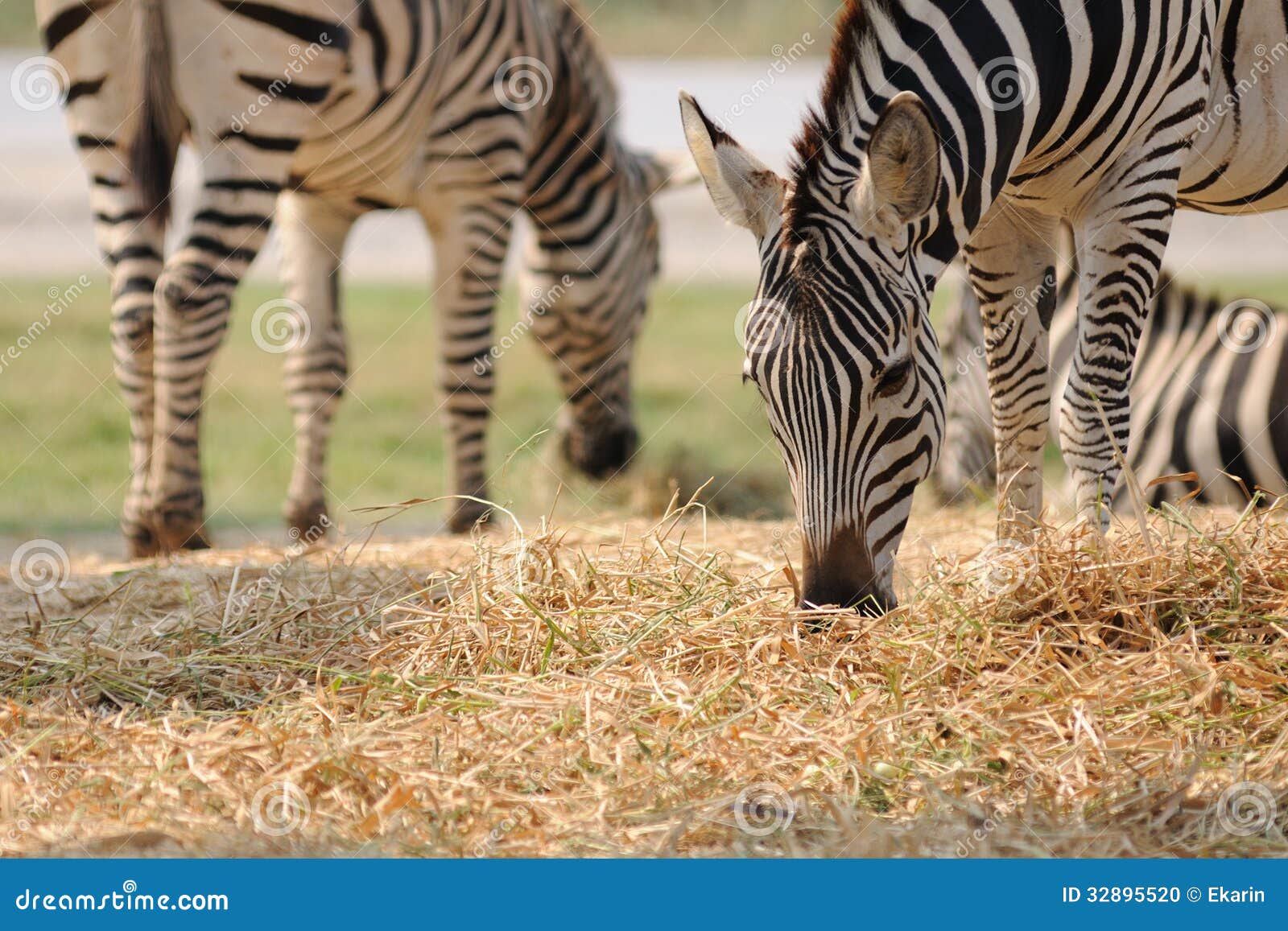 Plains Striped Zebra Eating. Stock Photo - Image of holiday, family