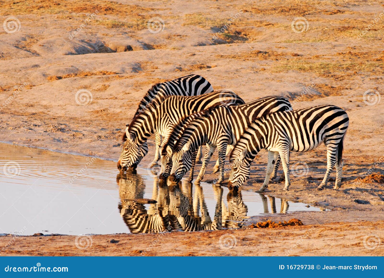 plains zebra (equus burchelii) drinking at nyamand