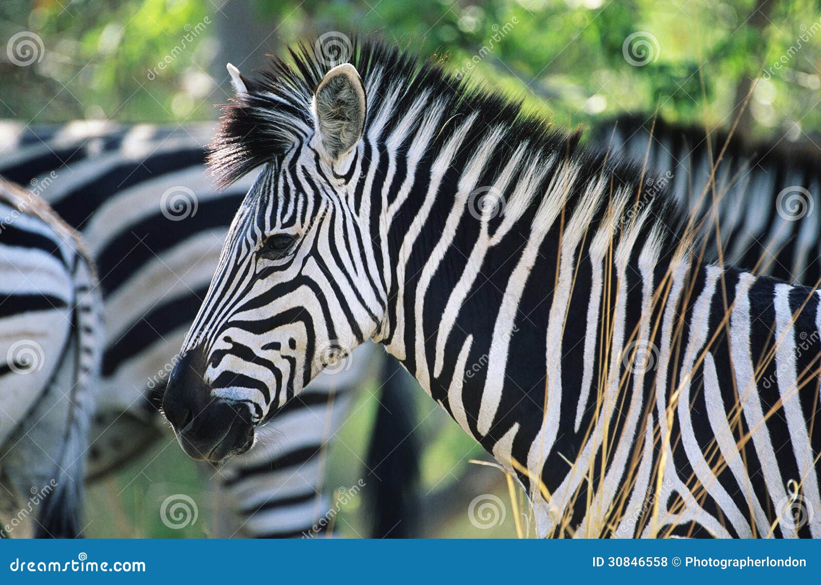 plains zebra (equus burchelli) close-up
