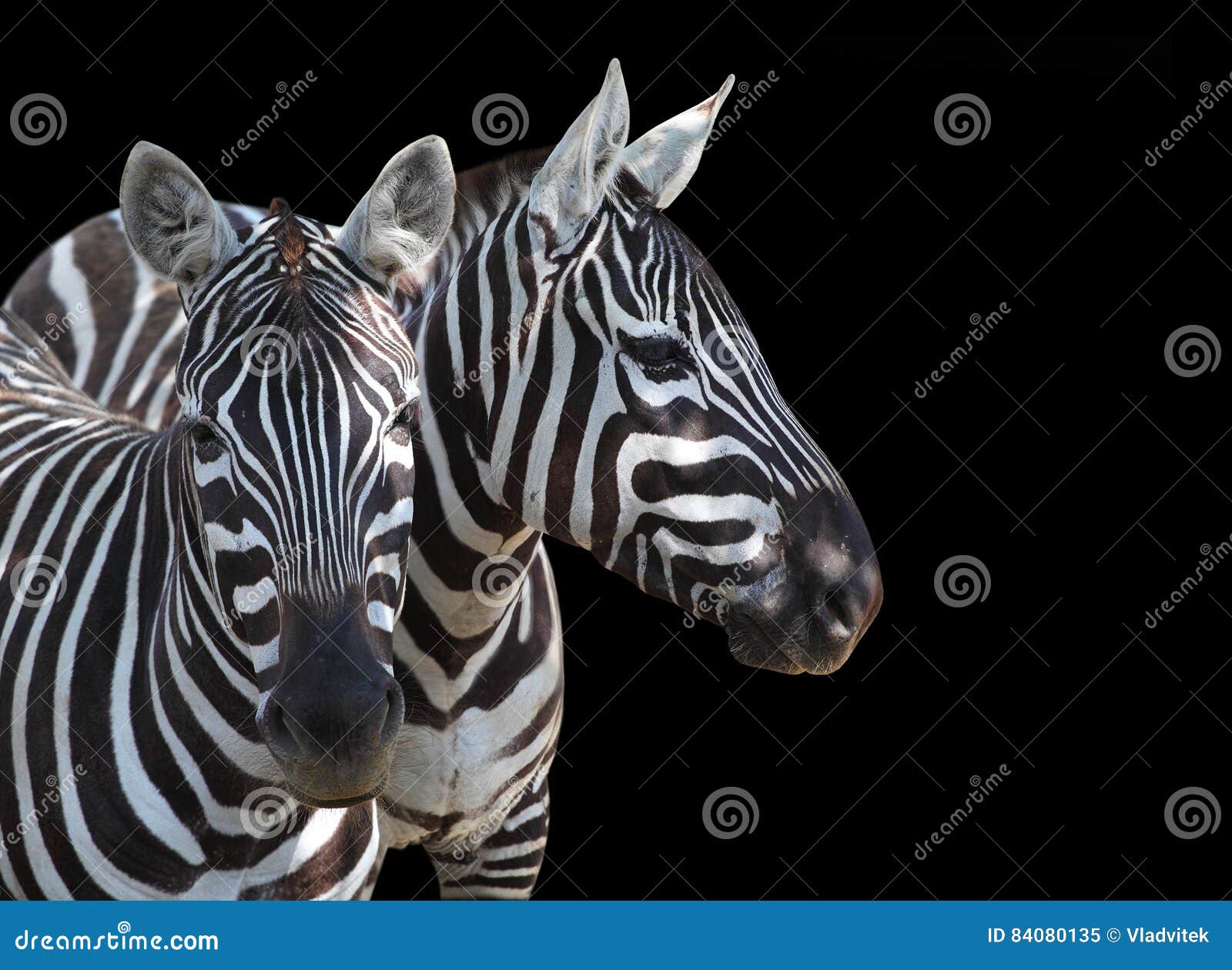 the plains zebra, equus quagga.