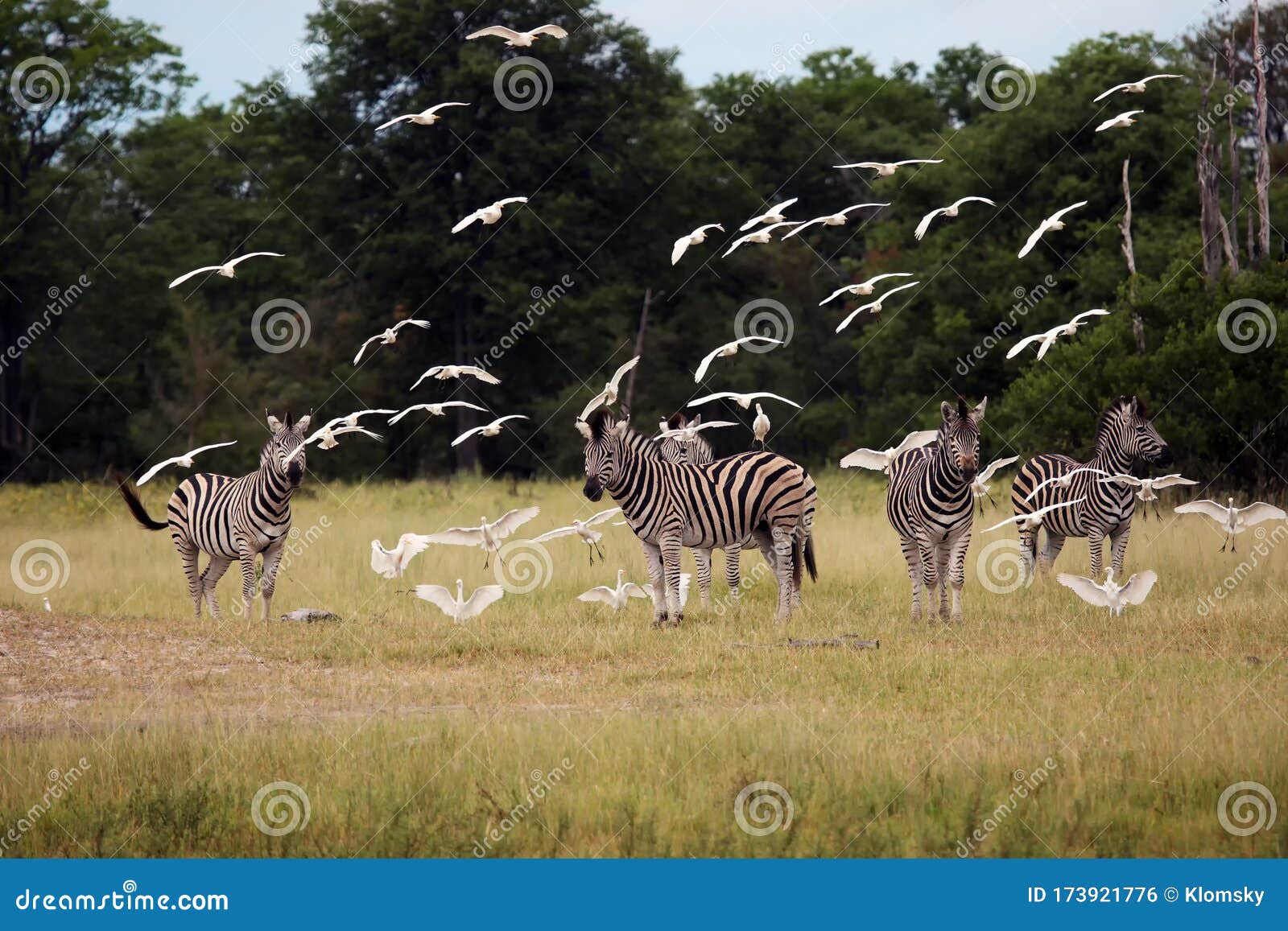 the plains zebra ,equus quagga, formerly equus burchellii, also known as the common zebra or burchell`s zebra, or locally as the
