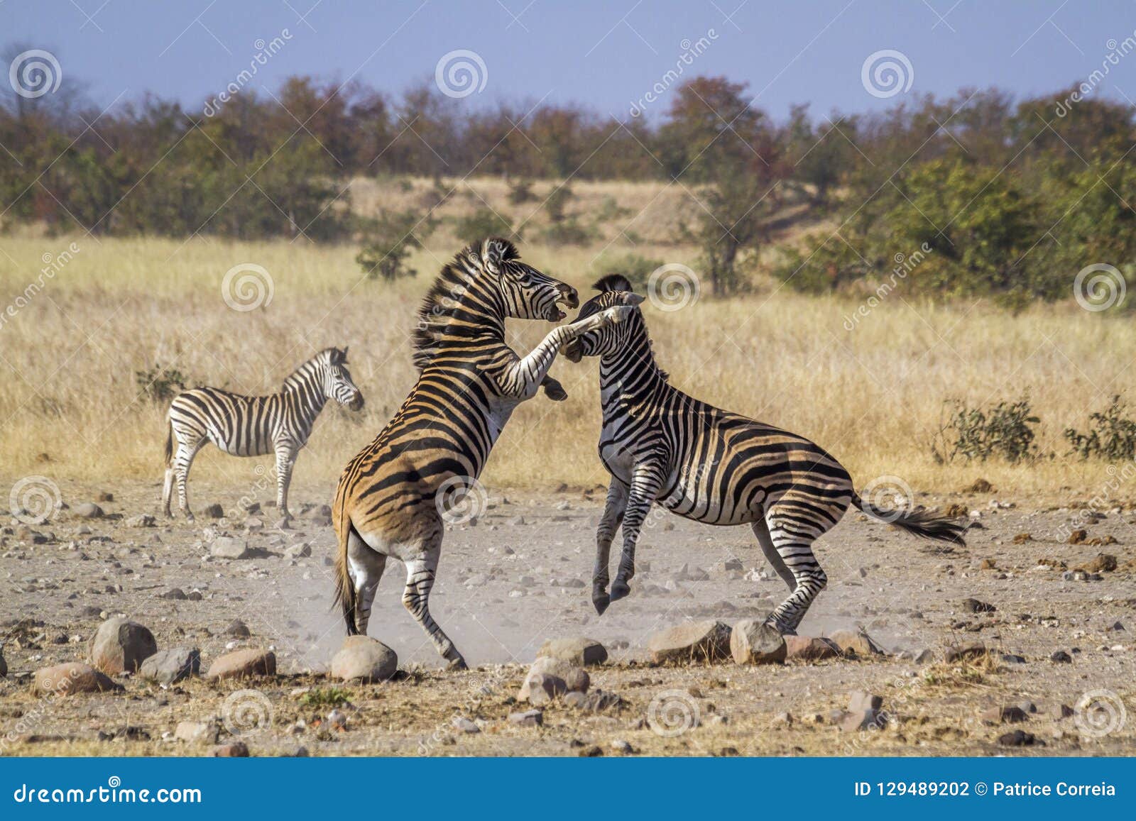 plains zebra in kruger national park, south africa