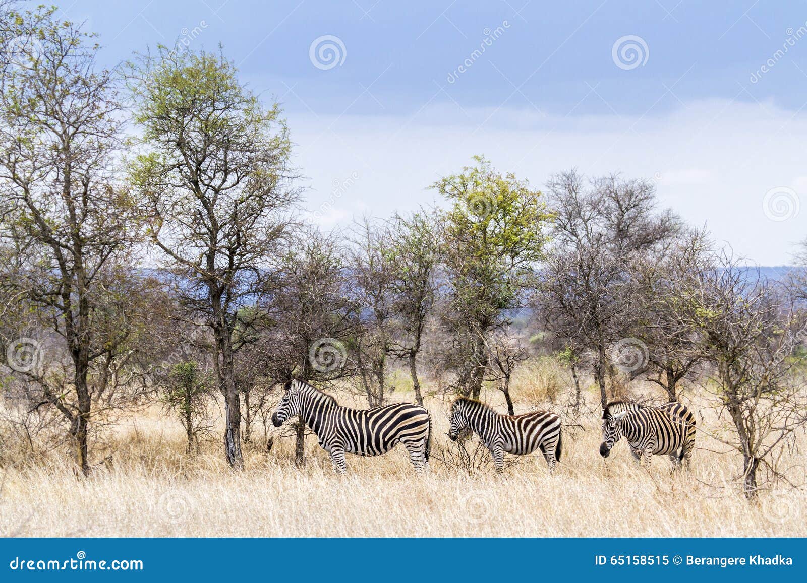 plains zebra in kruger national park