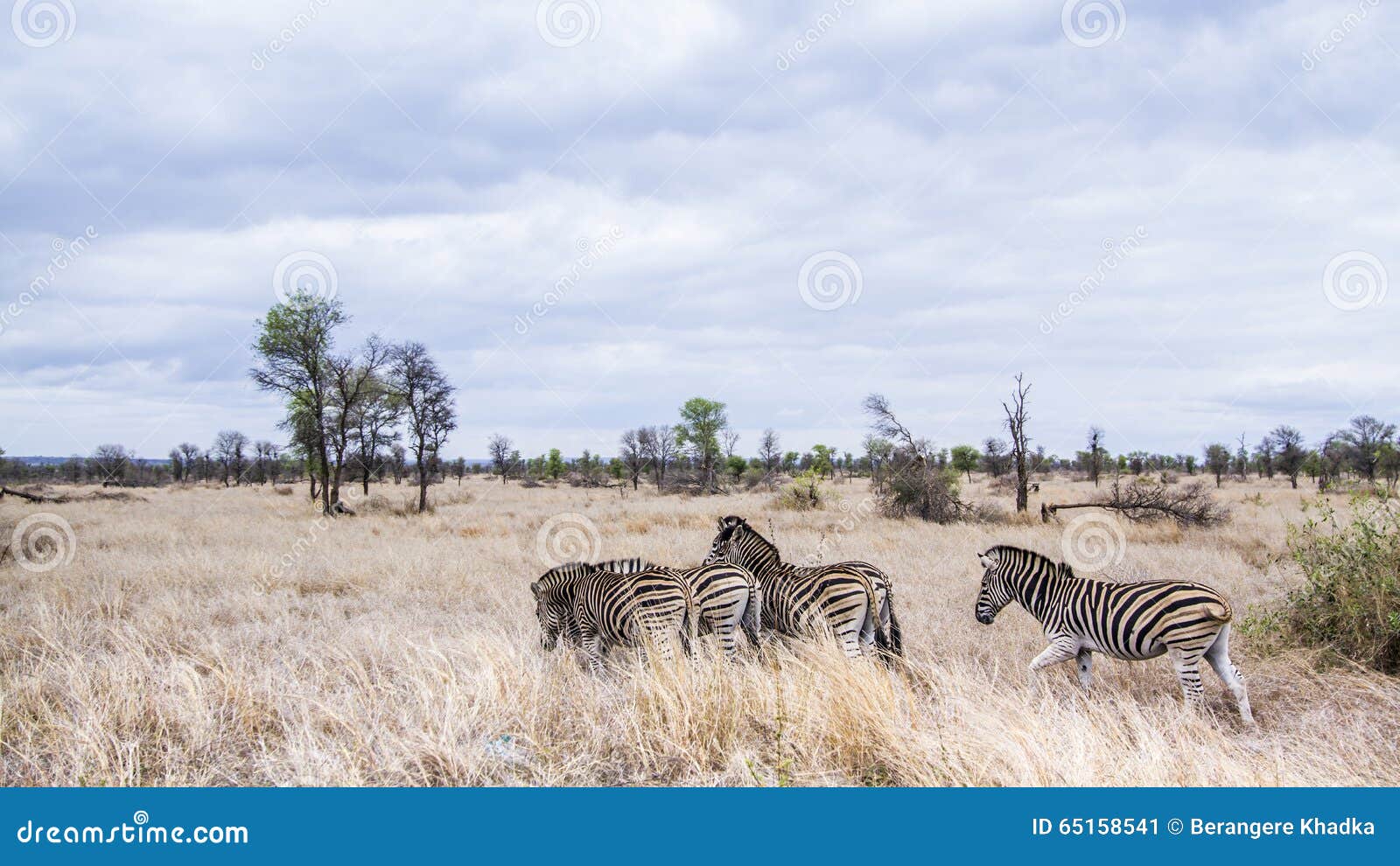 plains zebra in kruger national park