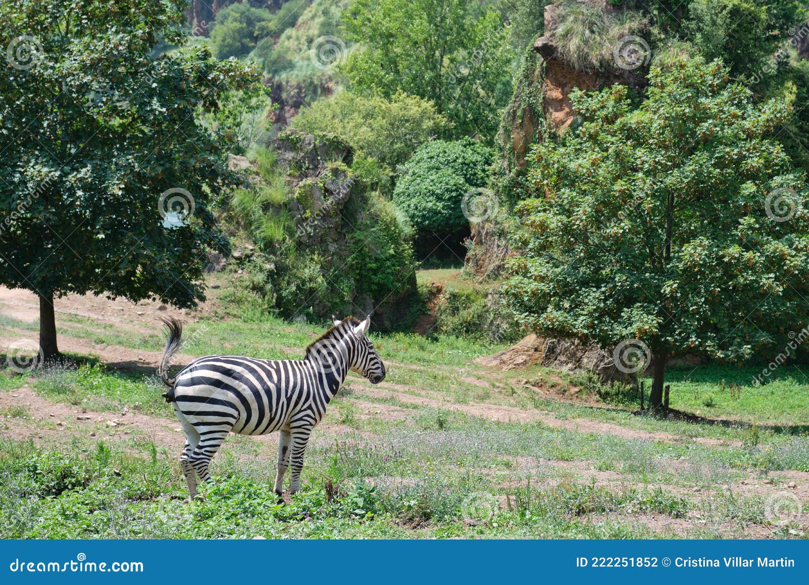 plains zebra, equus quagga, defecating in cabarceno natural park in cantabria
