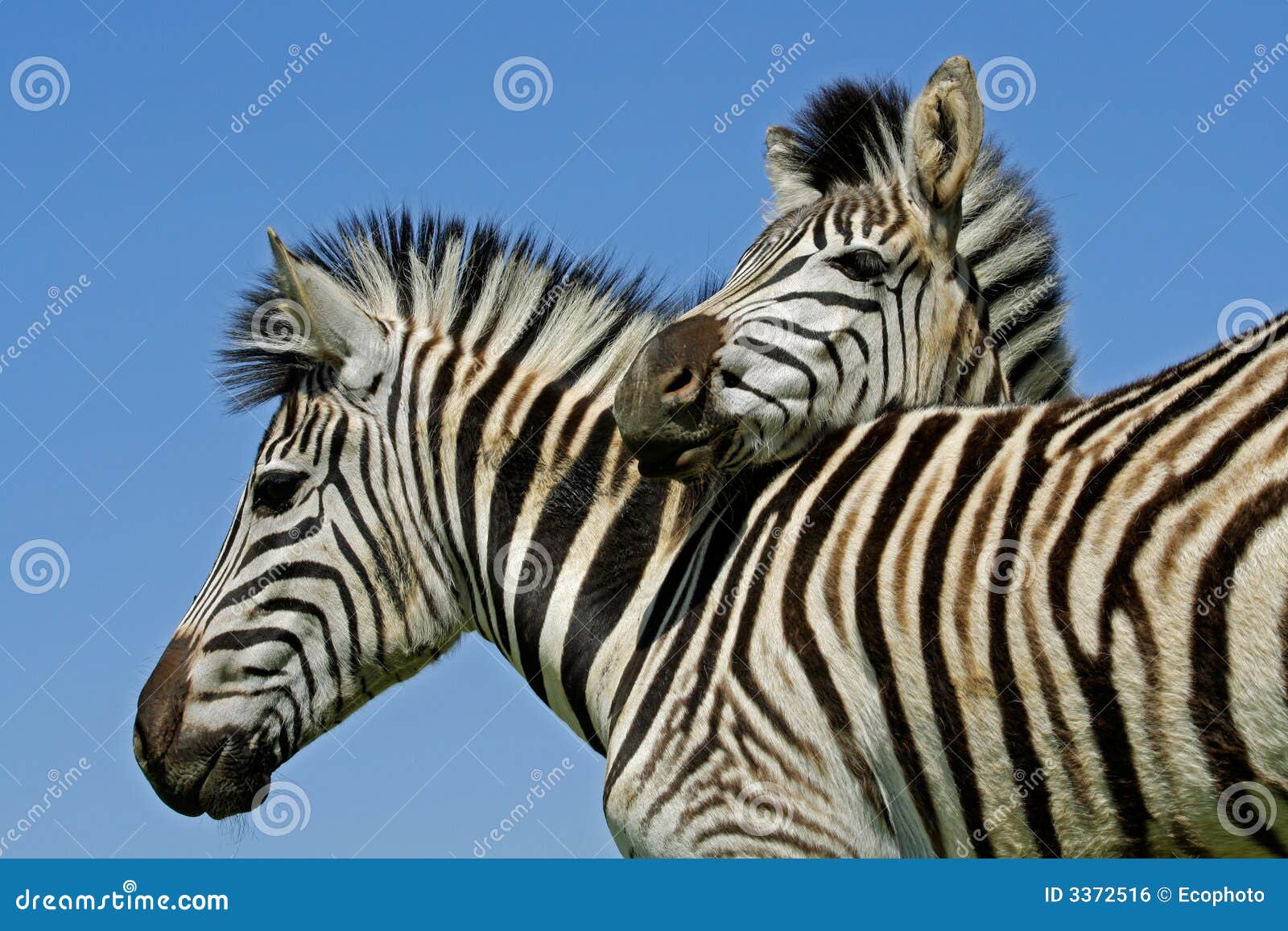 plains zebras