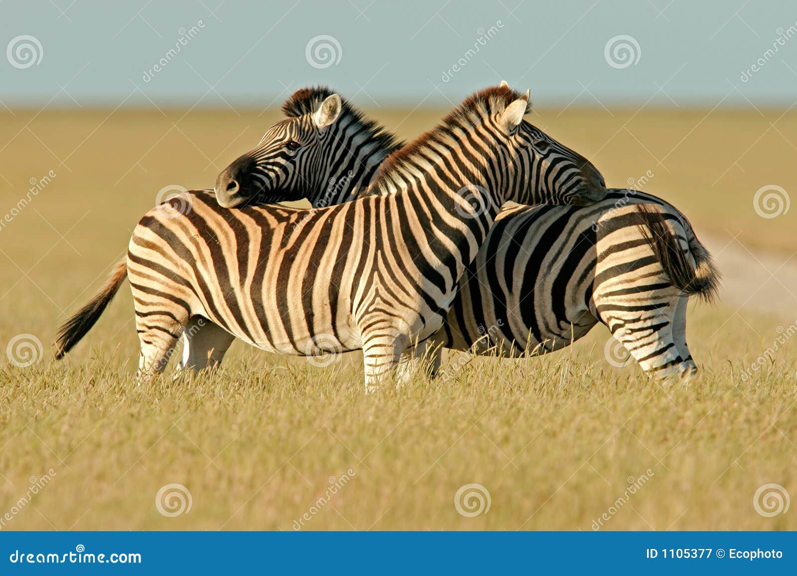 plains zebras, etosha national park, namibia