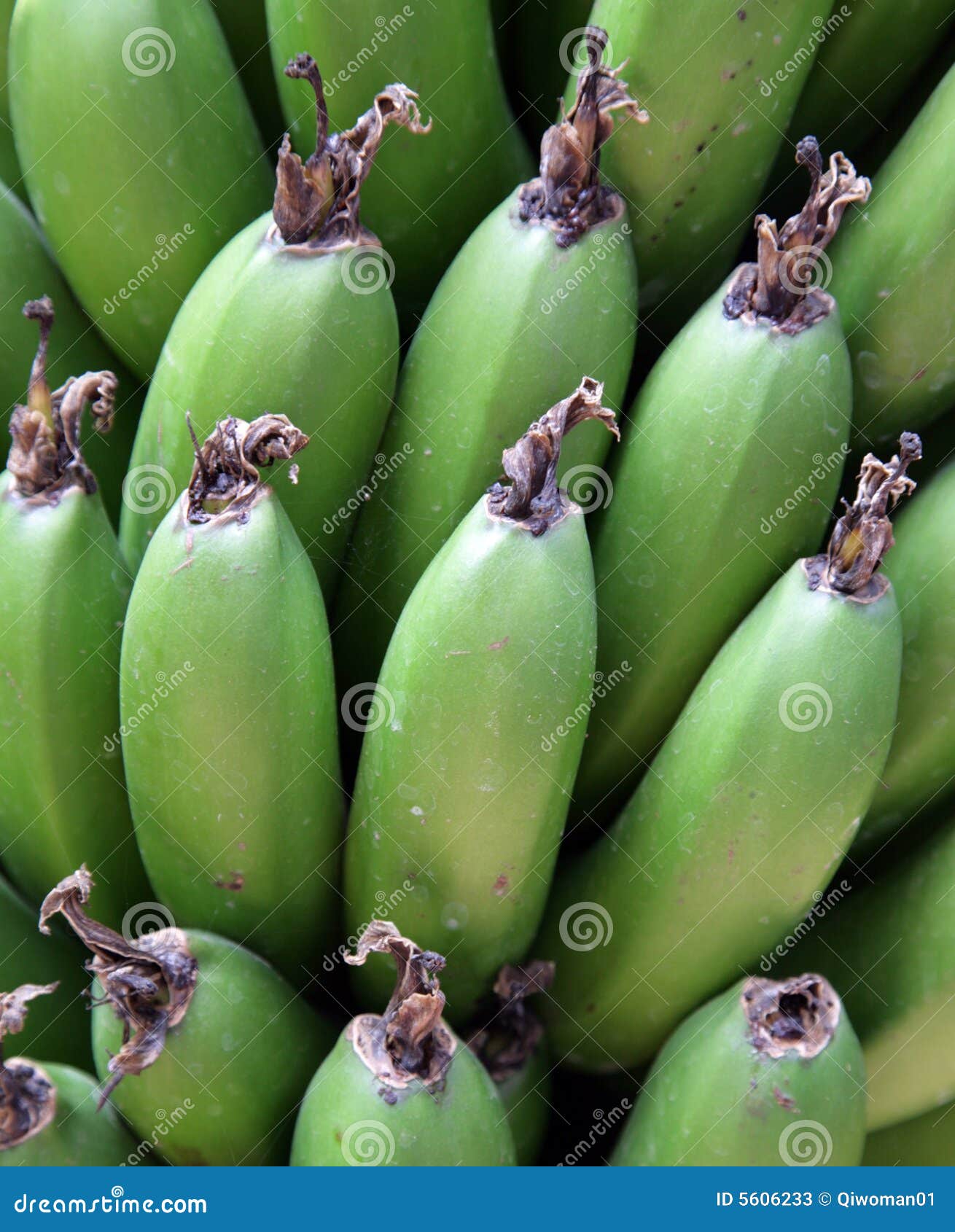 Plaintains auf dem Baum. Grüne plaintains, die auf einem Baum in Mexiko wachsen