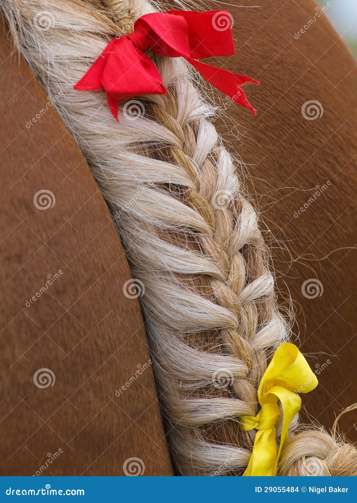 Plaited Horse Tail Stock Images Image 29055484