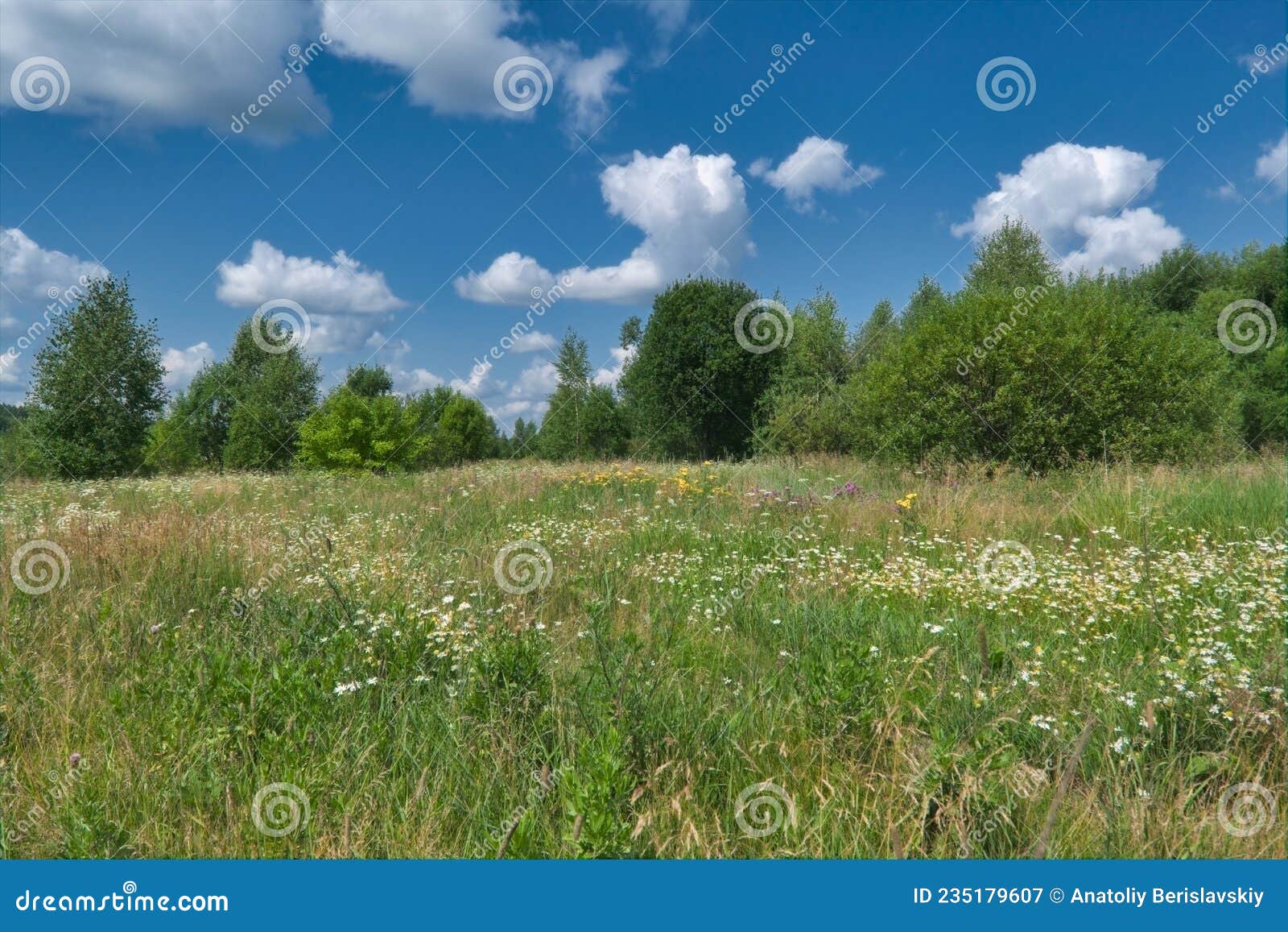 Fundo de cenário de floresta de verão