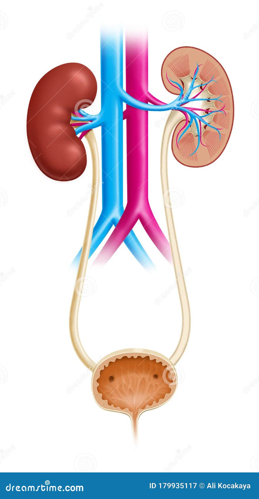 anatomy of the human urinary system
