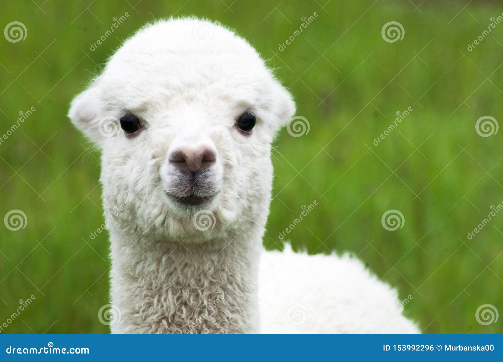 Plan Rapproche Blanc De Bebe D Alpaga Photo Stock Image Du Laines Peruvien Plan Rapproche Blanc De Bebe D Alpaga Photo Stock Image Du Laines Peruvien