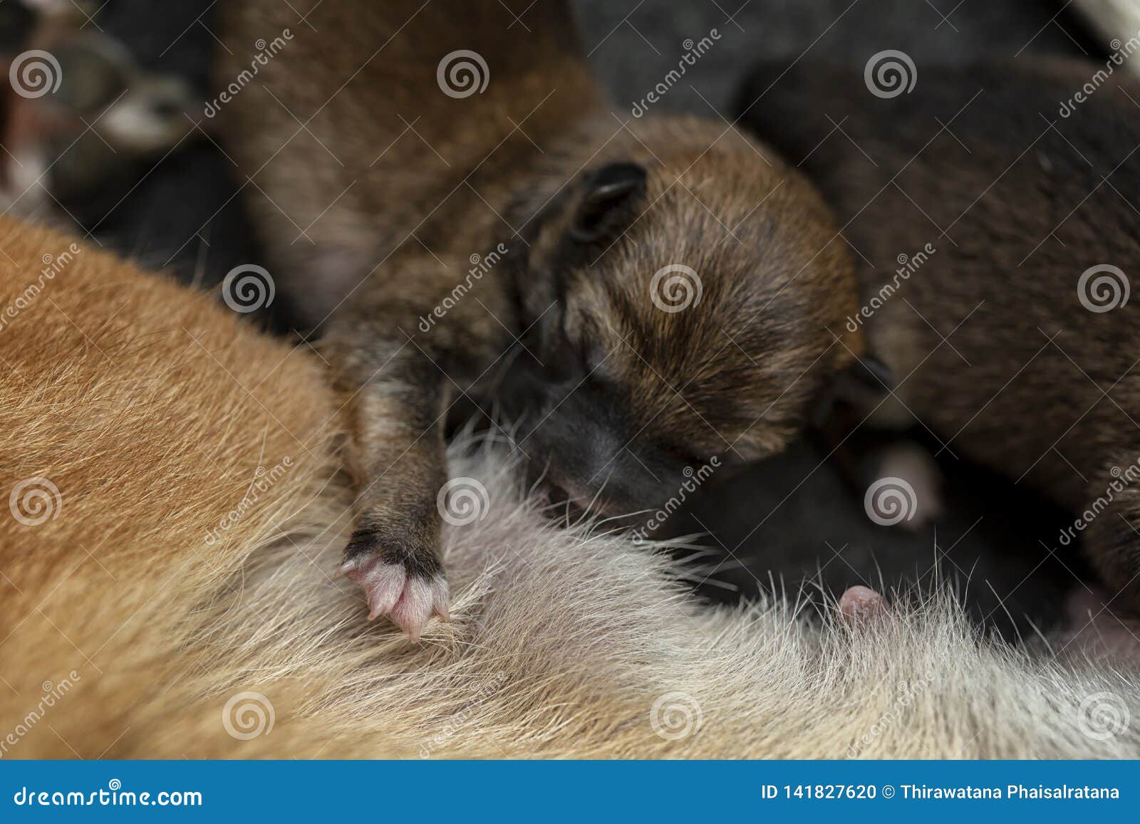 Plan Rapproché Dun Chiot Nouveau Né De Shiba Inu Crabot De