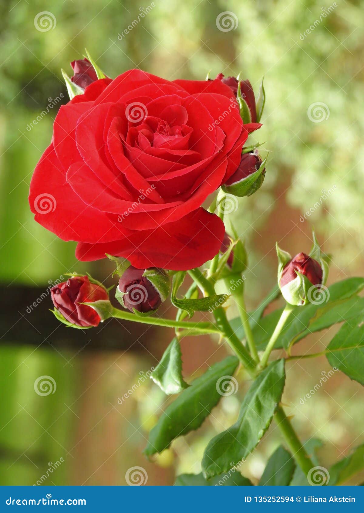 Plan Rapproché D'une Belle Rose Rouge Avec Des Bourgeons Fleurissant Dans  Le Jardin Un Jour Ensoleillé Photo stock - Image du jardin, printemps:  135252594