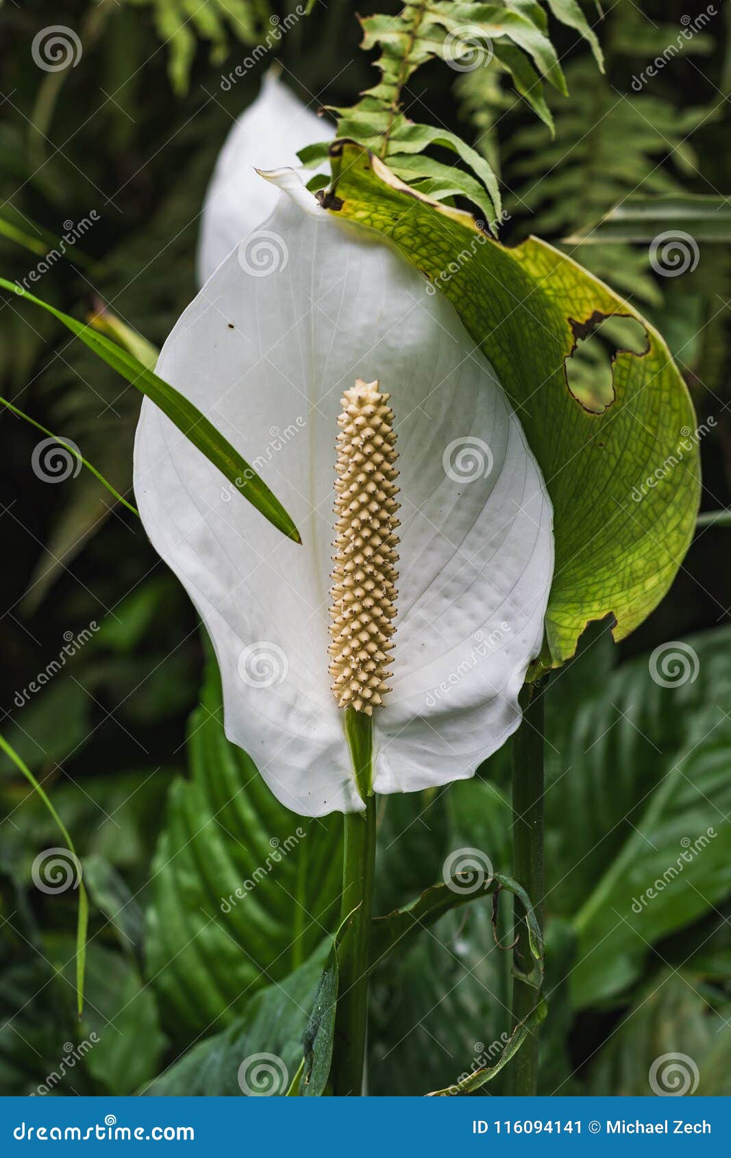 Plan Rapproché Dune Fleur Blanche Danthure En Serre Chaude