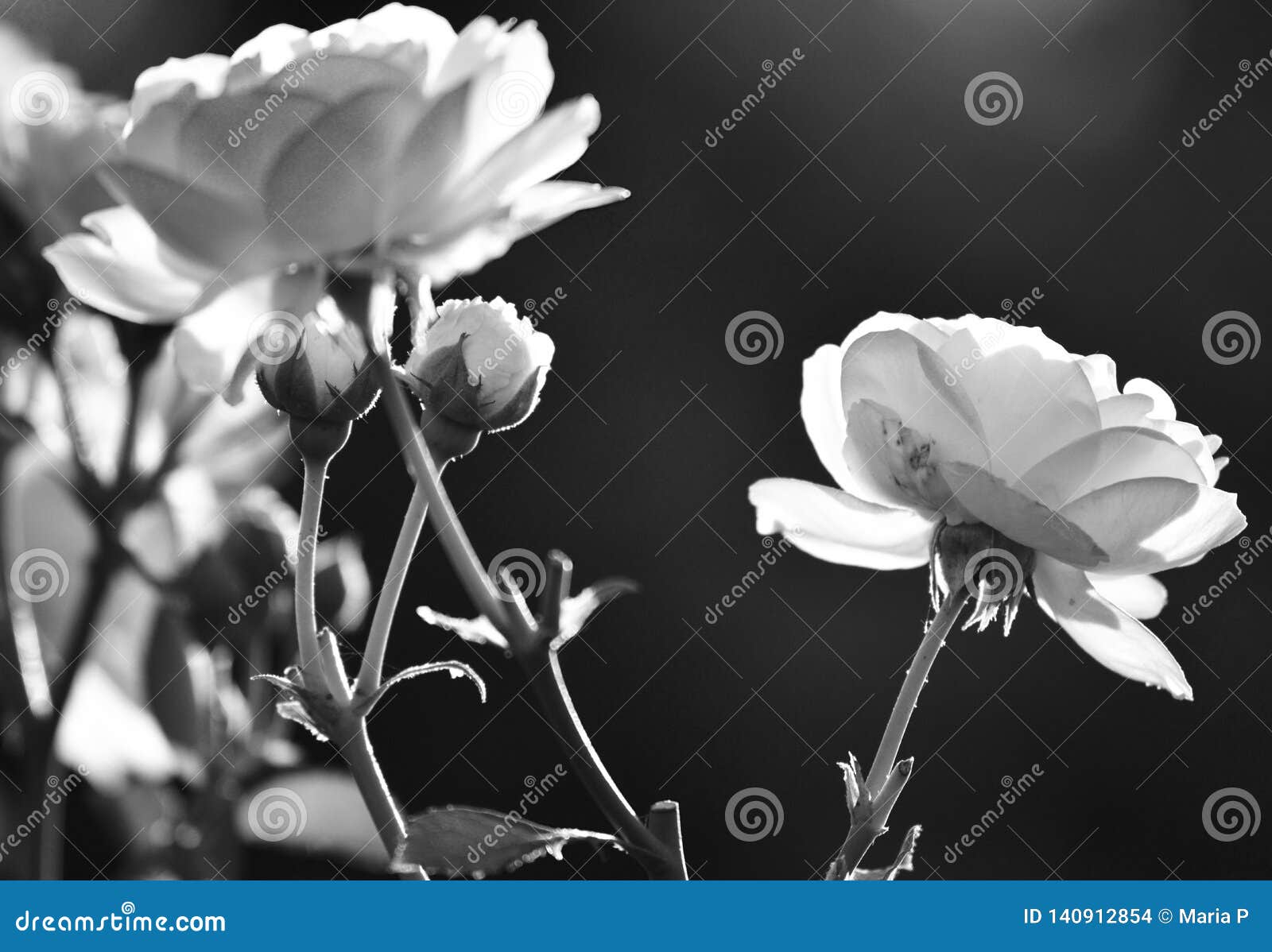 Plan Rapproché De Fleurs De Roses Blanches Noir Et Blanc Photo stock -  Image du noir, fond: 140912854