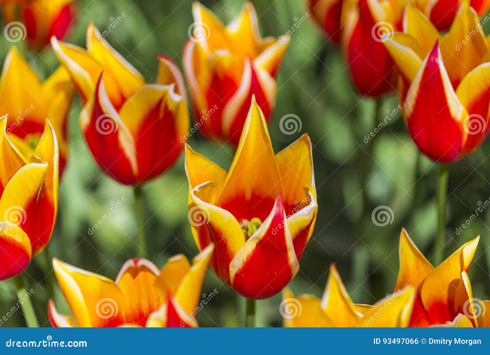 Entraves Dans Un Mur Comme Pots De Fleurs Avec Des Pensées