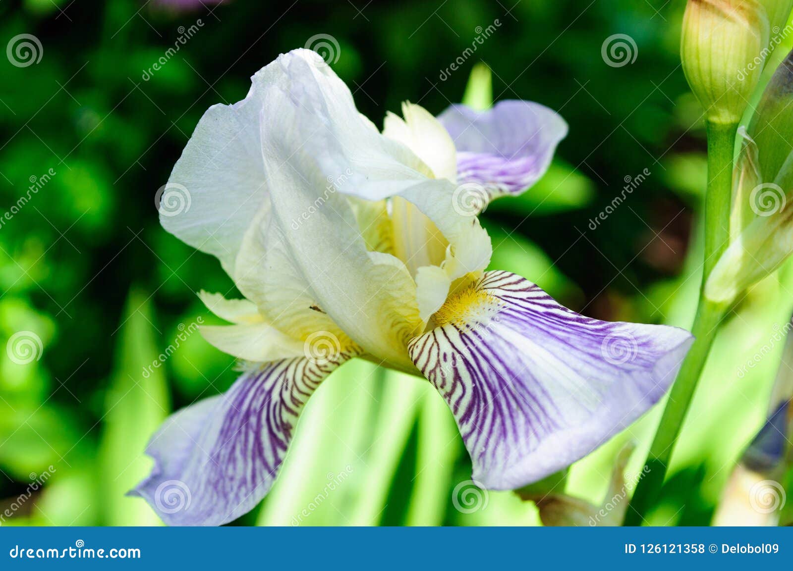 Plan Rapproché De L'iris Blanc Violet De Fleur Dans Le Jardin Photo stock -  Image du amour, floraison: 126121358