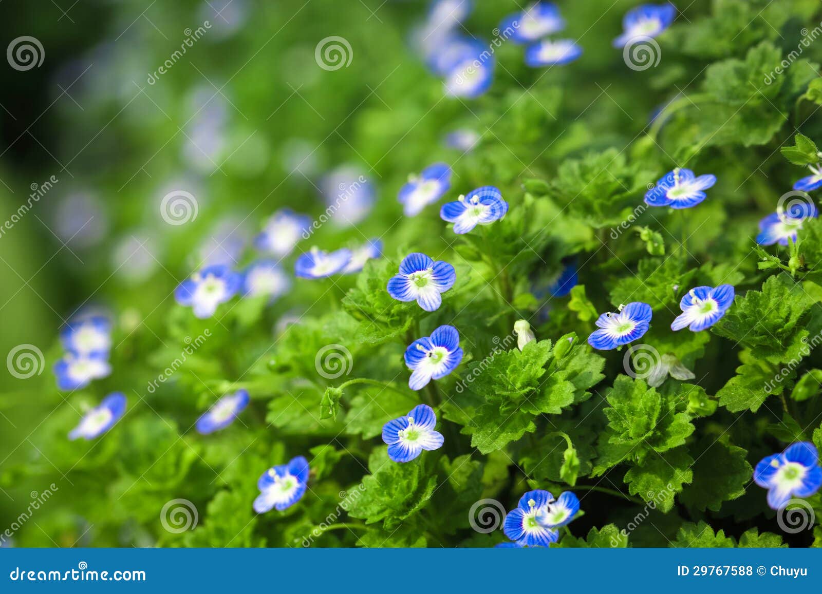 Petite Fleur Bleue Au Printemps Photo stock - Image du centrale, zone:  29767588