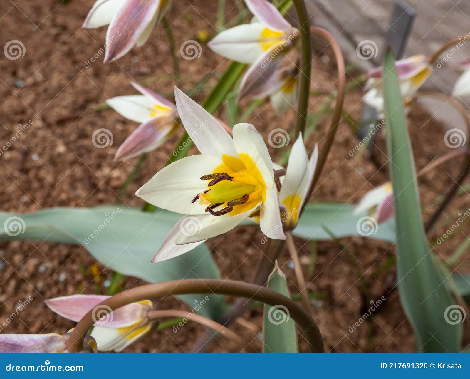 Plan Rapproché De Plante Blanche Et Jaune à Fleurs étoilées Turkestan  Tulipa Turcestanica Photo stock - Image du jardin, fermer: 217691320